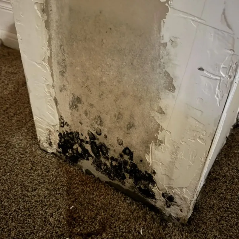 Professional Mold Removal in McIntosh, SD
